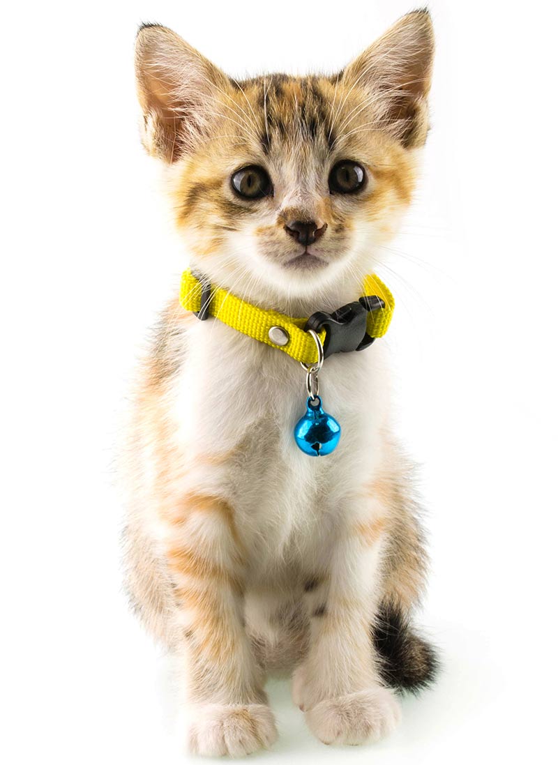 unique kitten collars