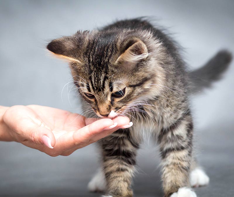 my cat will eat treats but not food