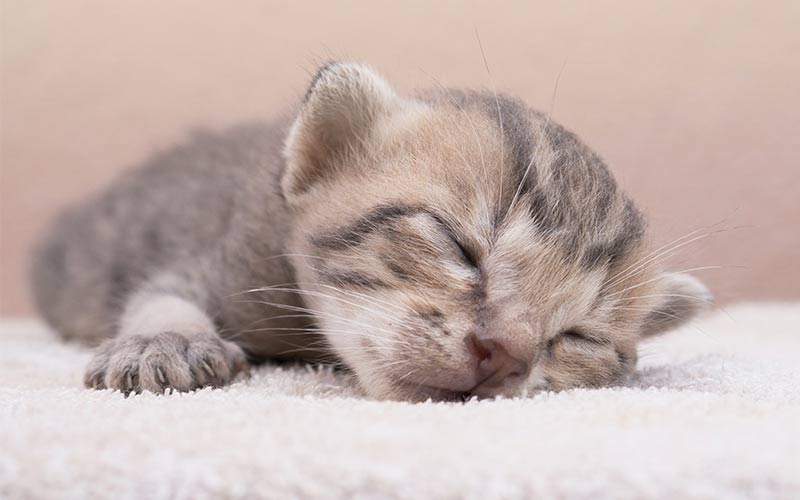 how much do newborn kittens sleep