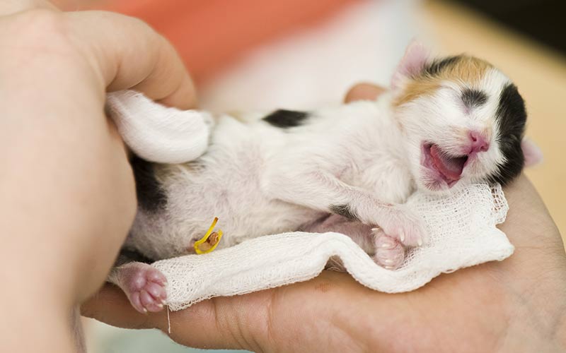 do newborn kittens have teeth