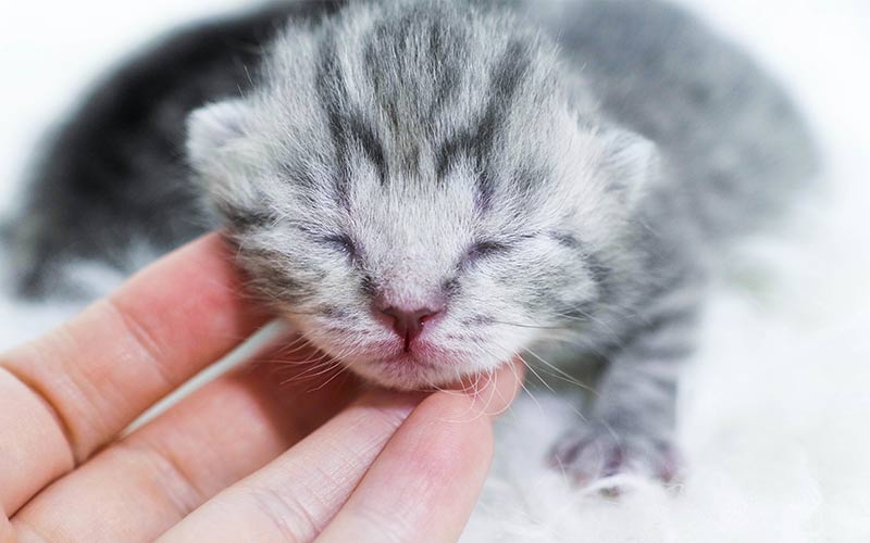 can humans touch newborn kittens