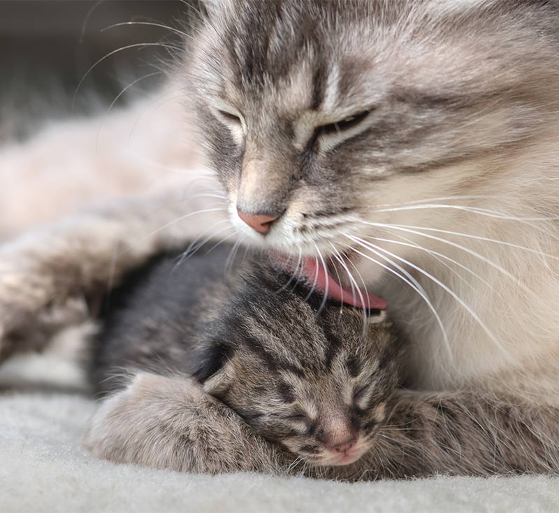 mother cat ignoring newborn kitten