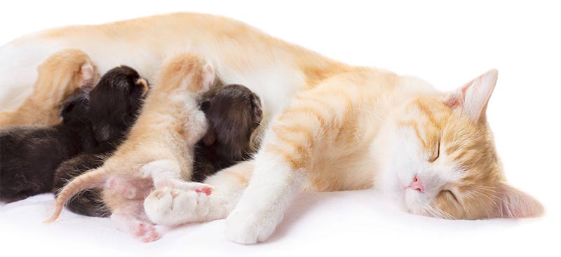 can humans touch newborn kittens