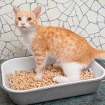 best cat litter for odor