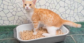 Best Cat Litter For Odor
