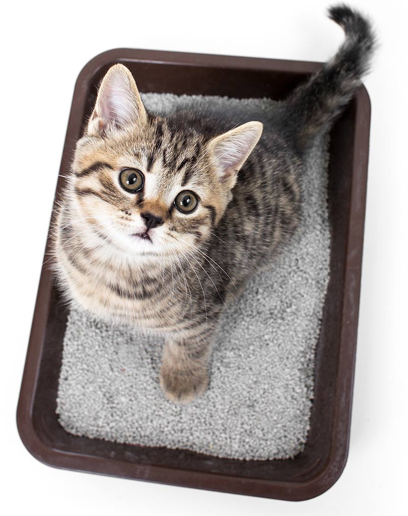  Best Cat Litter  For Odor Control Reviews And Great Tips