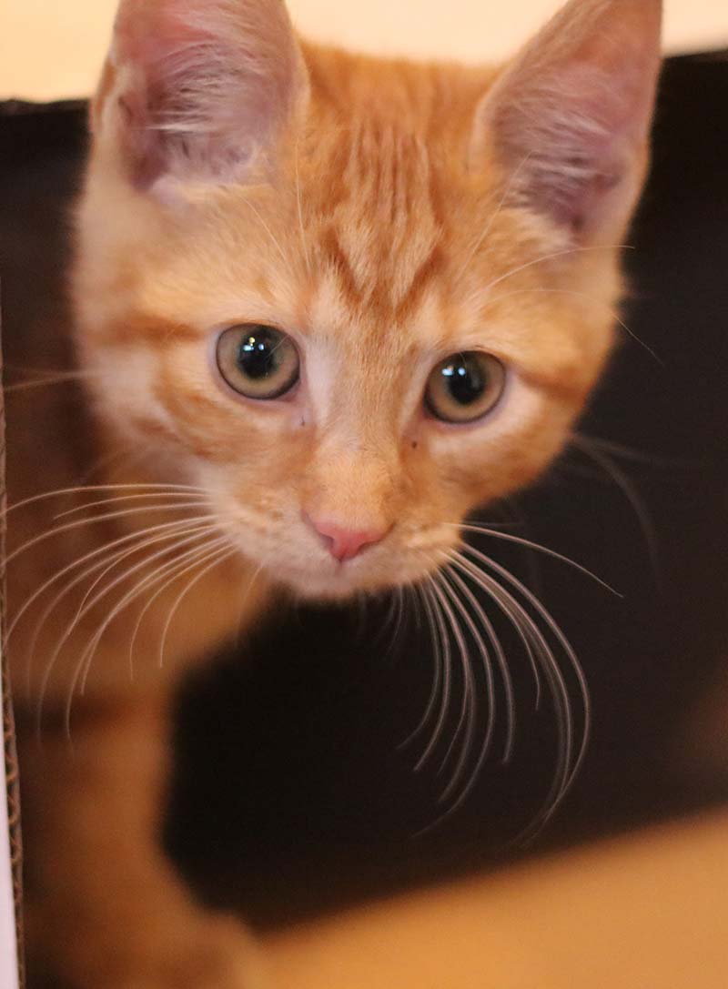 orange tabby cat with amber eyes