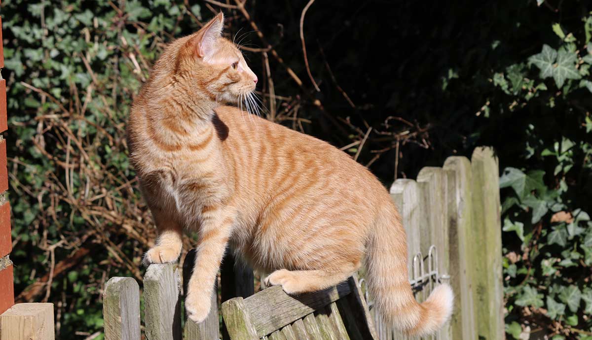 Are Orange Cats With Blue Eyes Rare
