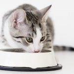 Organic Kitten Food