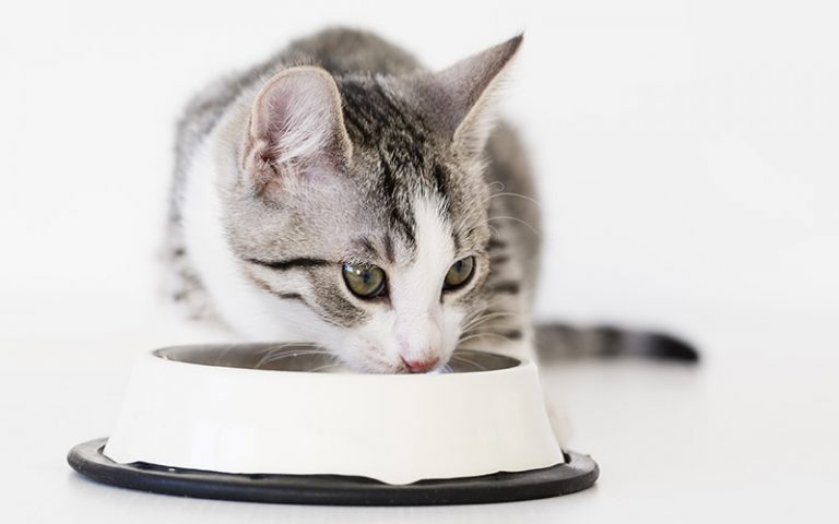 Best Organic Kitten Food - Reviews Of The Top Brands