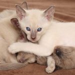 Oriental Shorthair Cat Breed Information