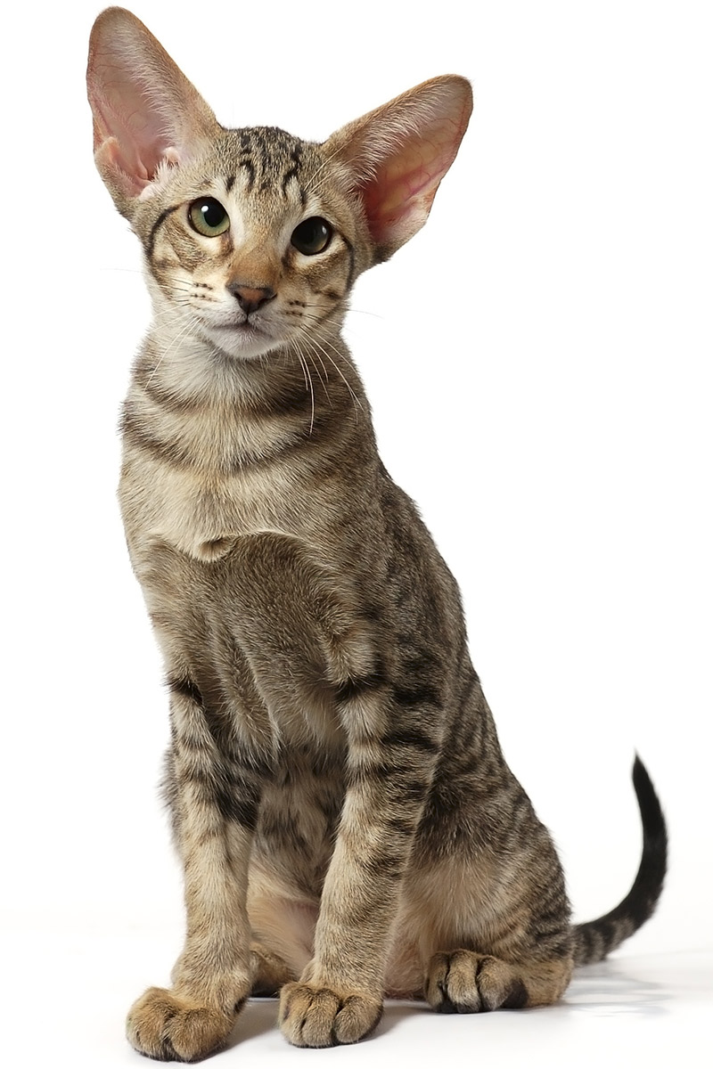 Oriental Shorthair Cat The Happy Cat Site