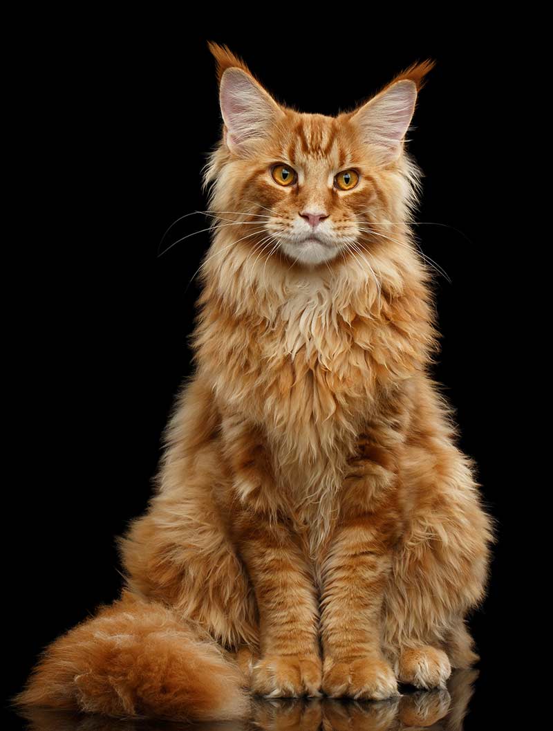 long haired orange tabby