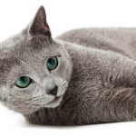 300 Russian Blue Cat Names