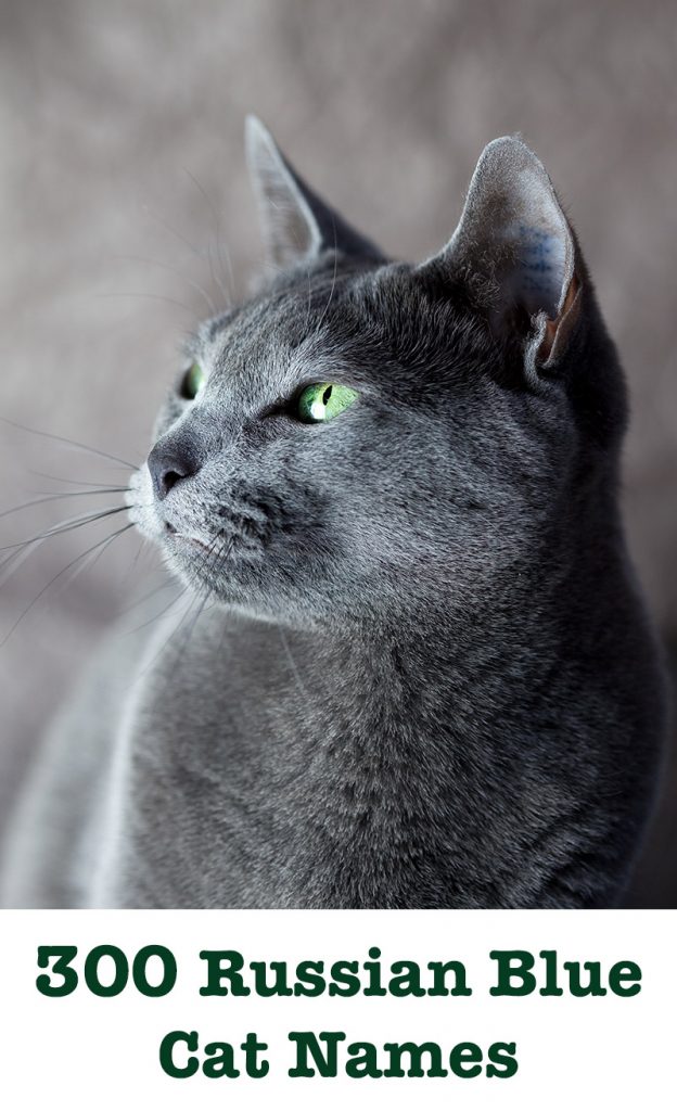 300 Russian Blue Cat Names