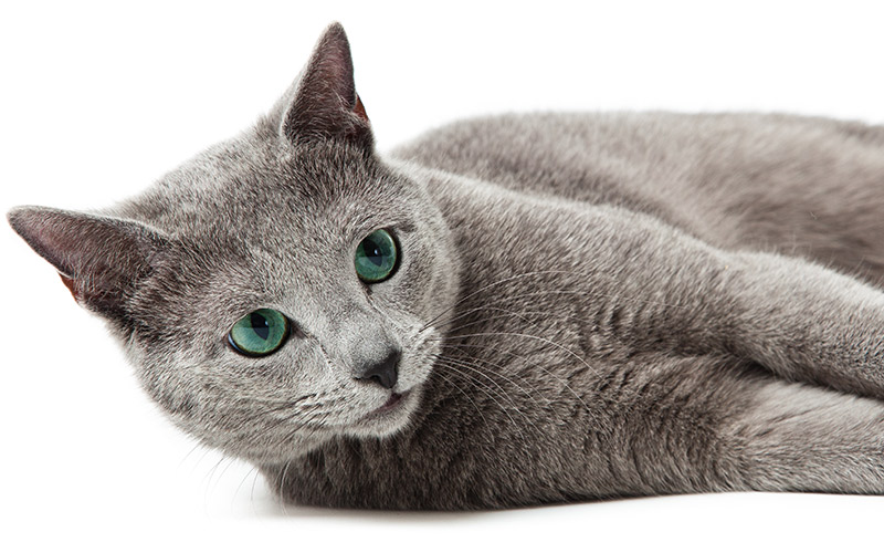 115 Best Gray Cat Names In 2019 For Your Silver Blue Or Lilac