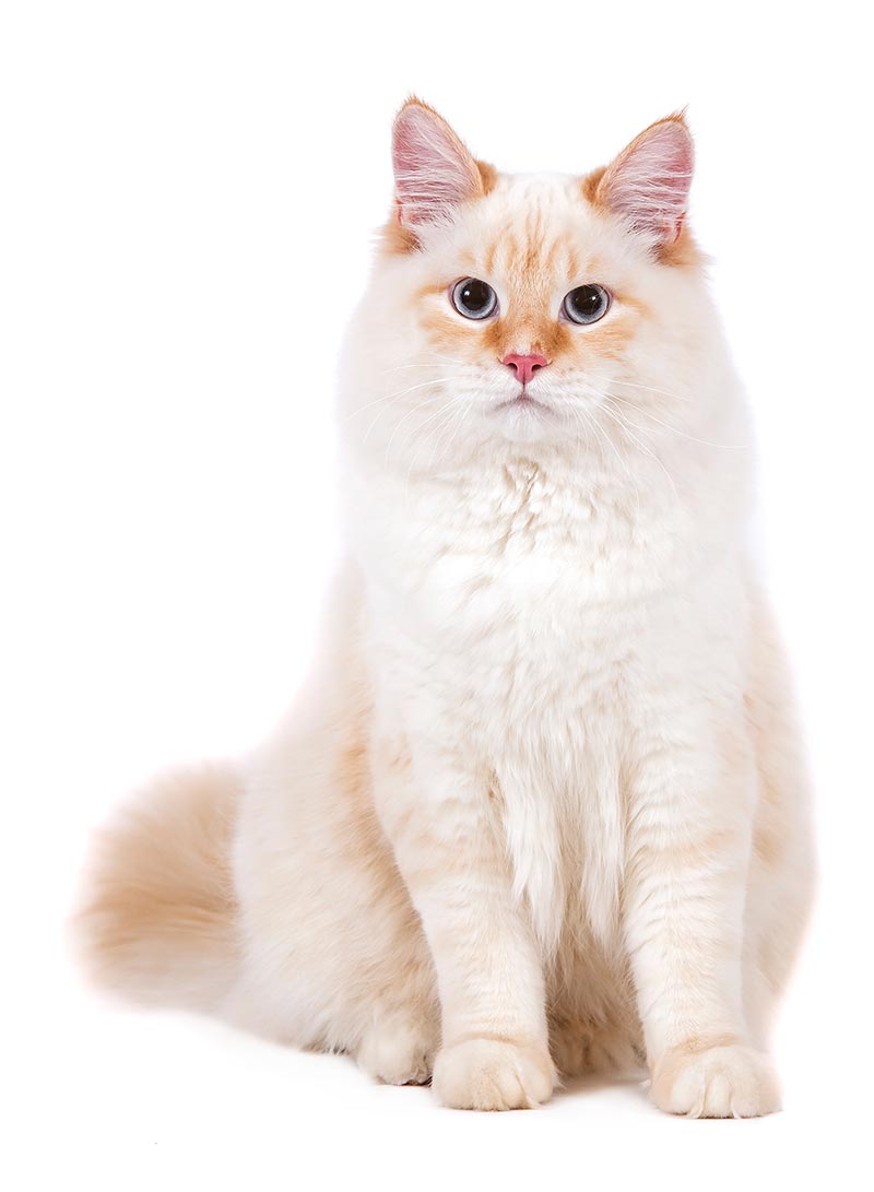 Can Orange Cats Turn White? 