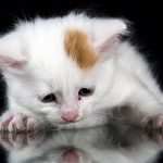 turkish van cats like to swim