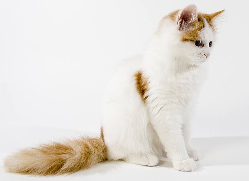How much does a turkish van cat cost Turkish Van Breed Profile Cat World