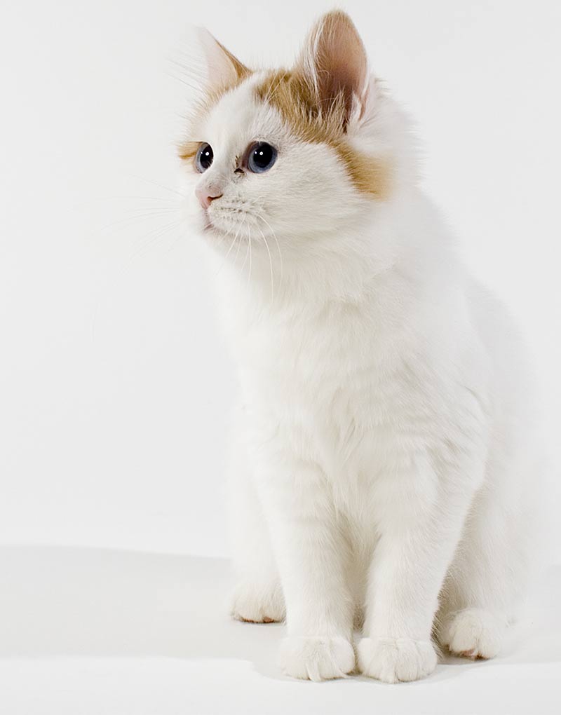 Turkish Van Cat A Complete Guide To An Amazing Breed