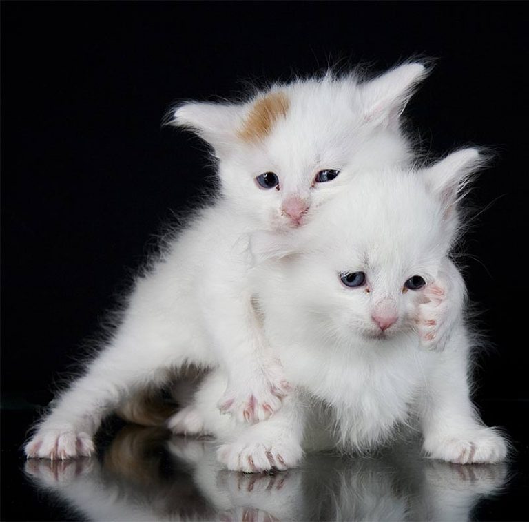 Turkish Van Cat A Complete Guide To An Amazing Breed