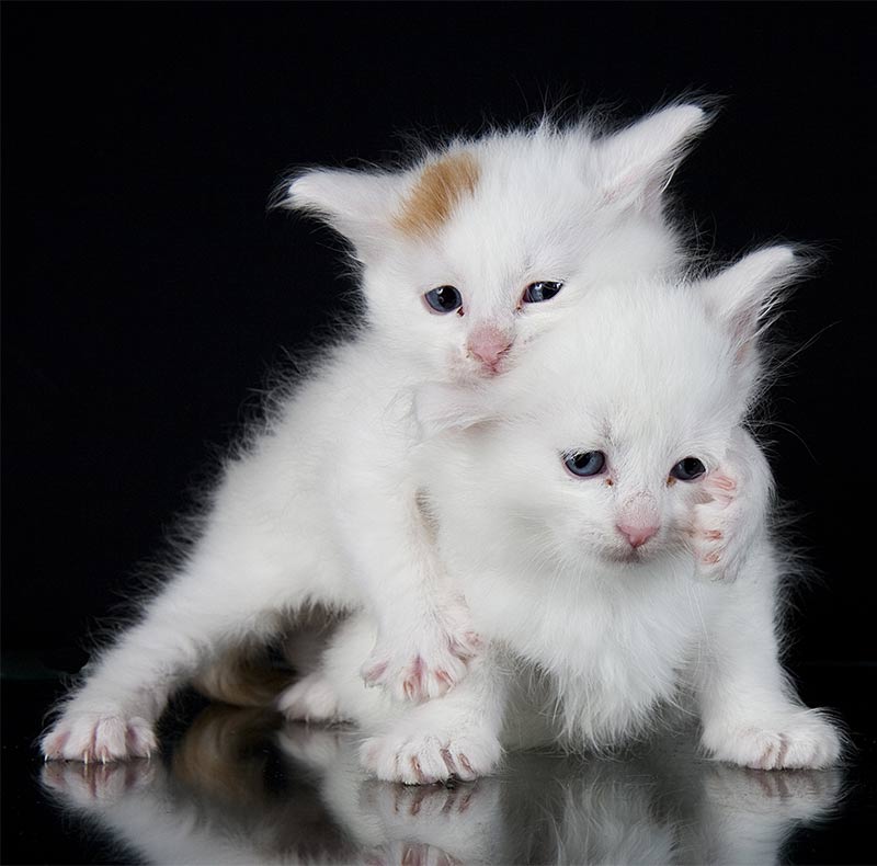 Turkish Van Cat Kittens