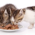 best wet cat food for urinary health