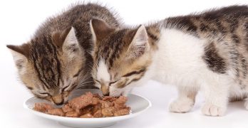best wet cat food for urinary health