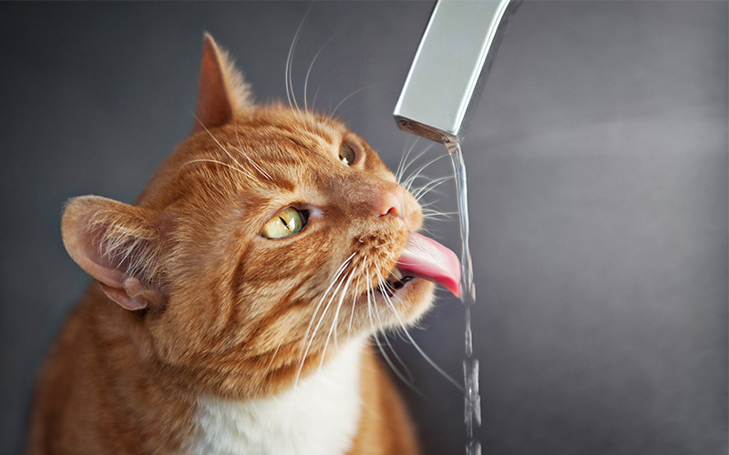 best wet cat food for urinary health