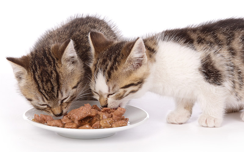 best cat food for struvite crystals