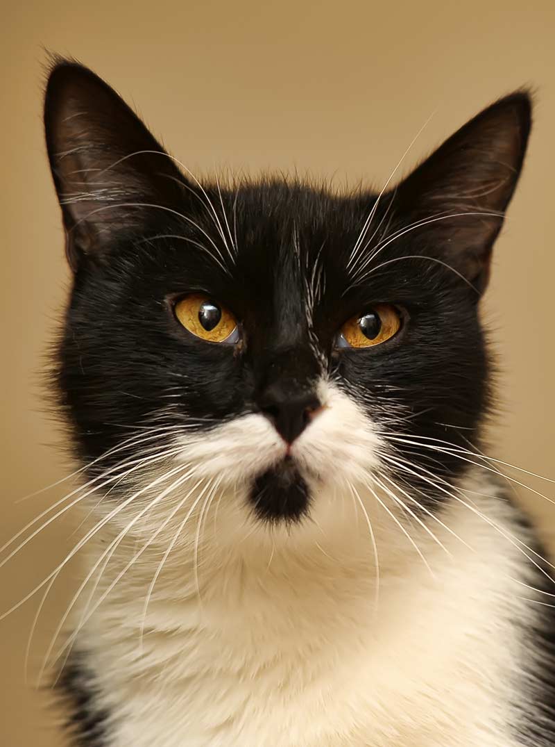 Tuxedo Cats 38 Awesome Facts About Bicolor Cats