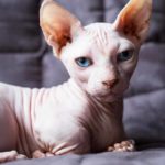 bambino cat