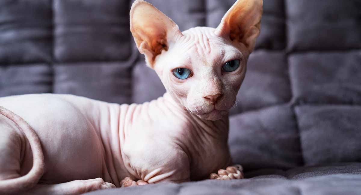 hairless sphynx price