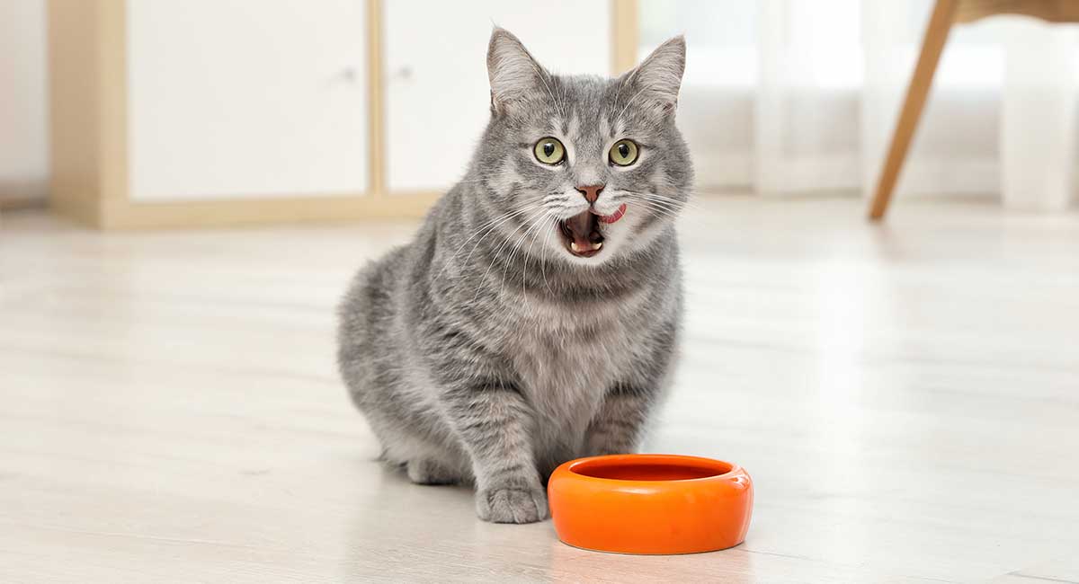 best indoor wet cat food