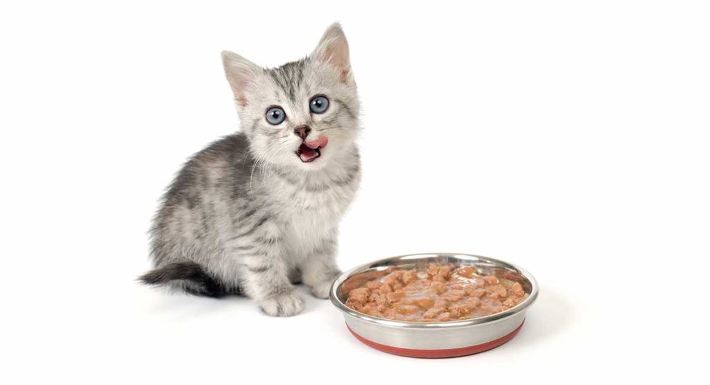 gourmet kitten food