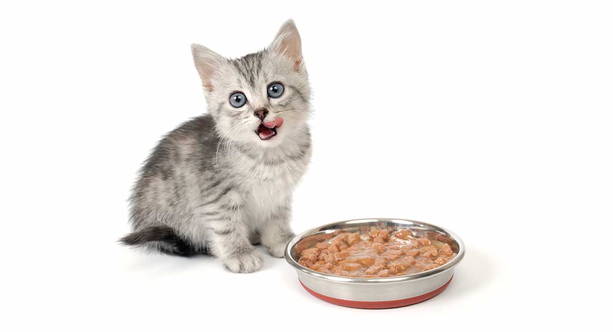 Best Kitten Food - The Top Wet And Dry Kitten Foods