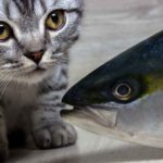 can cats eat tuna