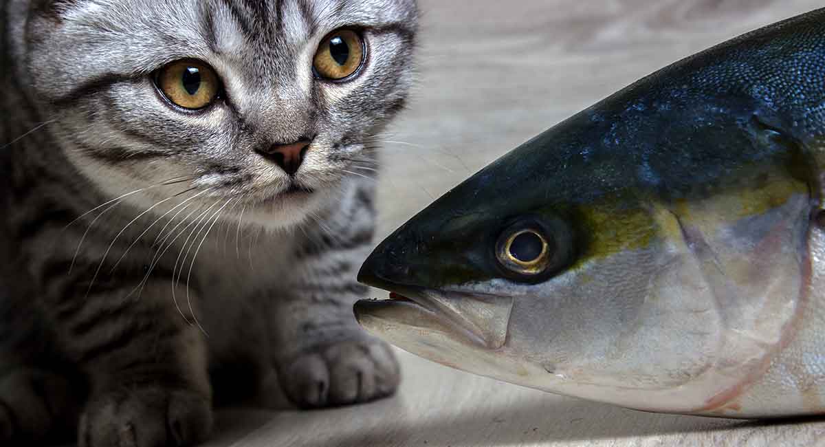 can kittens eat tuna