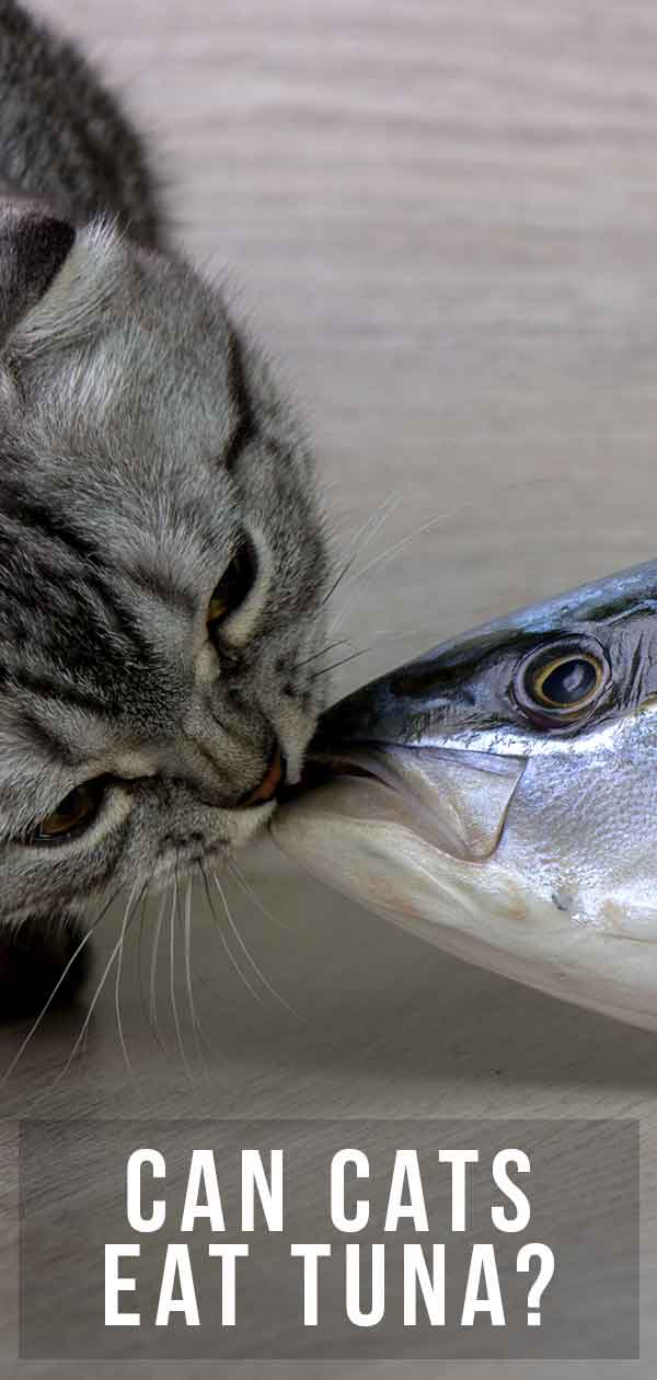 Can Cats Eat Tuna - Canned, Raw, Or As A Main Part Of Their Diet?