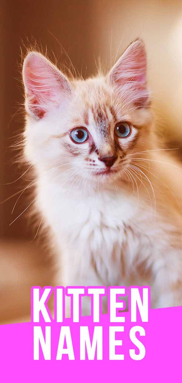 kitten names