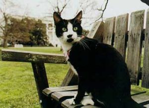 tuxedo cat