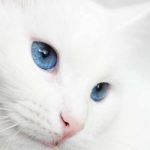 white cat breeds