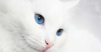 white cat breeds