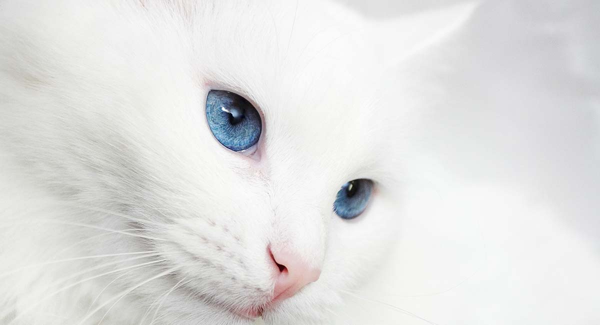 cute white cat with blue eyes