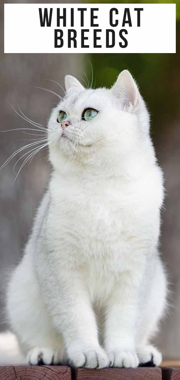 These pretty cats will make you happy. Cats are wonderful creatures.