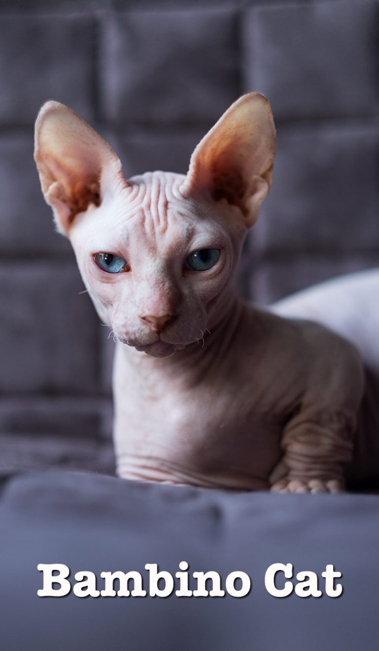 Bambino Cat The Hairless, Dwarf, Munchkin Sphynx Cat Mix Breed