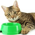 best cat food brands