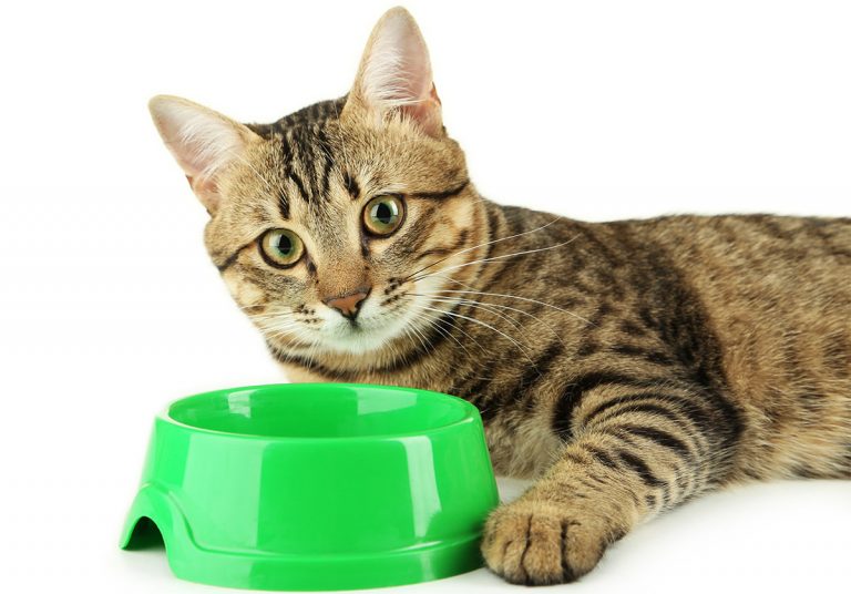 best cat food brands