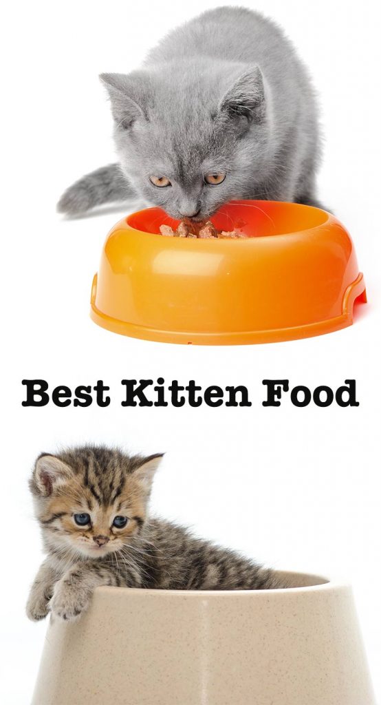 Best Kitten Food The Top Wet And Dry Kitten Foods