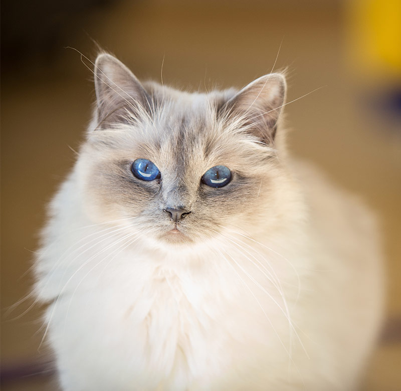 small fluffy cat breeds